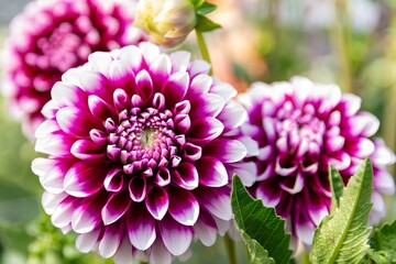 Closeup shot of pink Dahlia pinnata flowers in a garden during the day