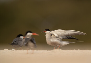 White-cheeked Tern ready to fly at Sanad coast, Bahrain