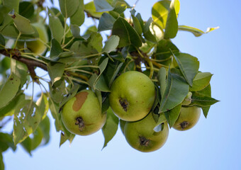 Green apple and green pear branches in the garden