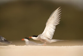 White-cheeked Tern stretching its wings at Sanad coast, Bahrain