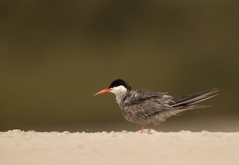 A White-cheeked Tern at Sanad coast, Bahrain