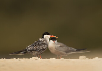 A pair of White-cheeked Tern at Sanad coast, Bahrain
