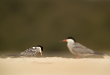 White-cheeked Terns at Sanad coast, Bahrain