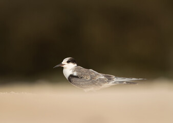 Portrait of a juvenile White-cheeked Tern at Sanad coast, Bahrain