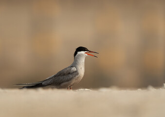 Portrait of a White-cheeked Tern at Sanad coast, Bahrain