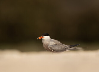Portrait of a White-cheeked Tern at Sanad coast, Bahrain