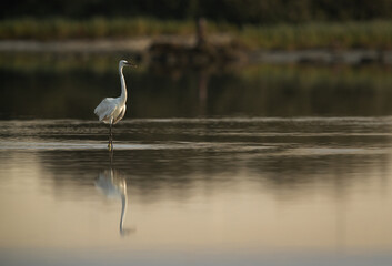 Western reef heron and dramatic reflection, Bahrain