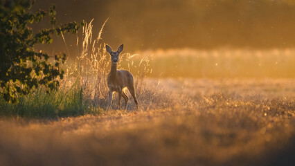 Reh (Capreolus capreolus) auf einem Feldweg im Sonnenaufgang