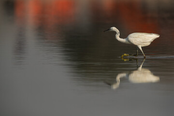 Western reef heron and dramatic reflection, Bahrain