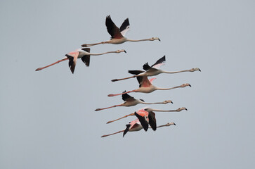 Greater Flamingos flying at Maameer coast in the morning, Bahrain