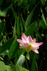 Pink lotus lily flower in the pond