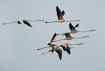 Greater Flamingos flying at Maameer coast in the morning, Bahrain