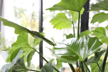 Lush Giant Philodendron indoor plant growing