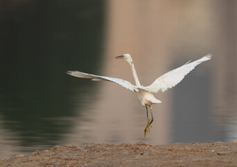 Western reef heron takeoff at Maameer coast, Bahrain