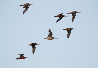 Bar-tailed Godwits flying at Maameer coast, Bahrain