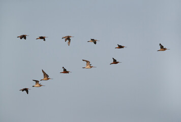 A flock of Bar-tailed Godwits flying at Maameer coast, Bahrain