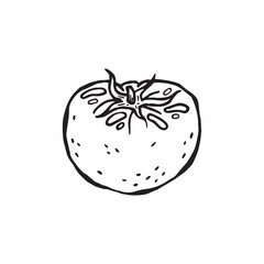 Vector hand-drawn illustration of a product for Italian cuisine. Tomato