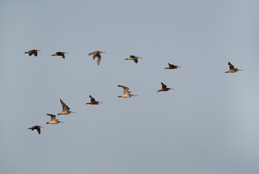 A flock of Bar-tailed Godwits flying at Maameer coast, Bahrain