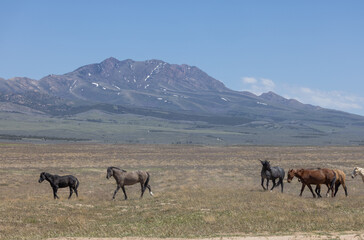 Obraz premium Wild Horses in Springtime in the Utah Desert