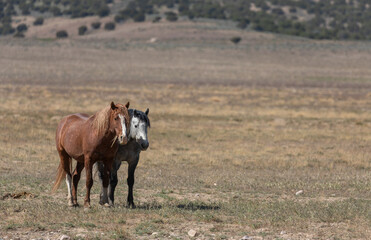 Naklejka premium Wild Horses in Springtime in the Utah Desert