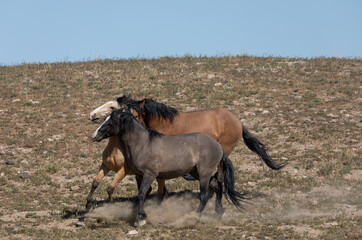 Wild Horses in Springtime in the Utah Desert
