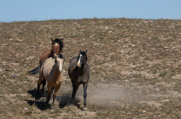 Wild Horses in Springtime in the Utah Desert