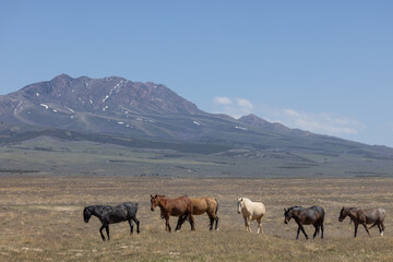Fototapeta premium Wild Horses in Springtime in the Utah Desert