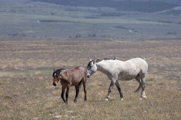 Wild Horses in Springtime in the Utah Desert