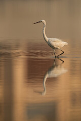 Western reef heron with beautiful hue and dramatic reflection, Bahrain