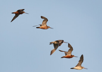 Bar-tailed Godwits flying at Maameer coast in the morning hours, Bahrain