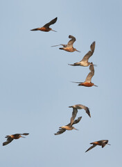 Bar-tailed Godwits flying at Maameer coast, Bahrain