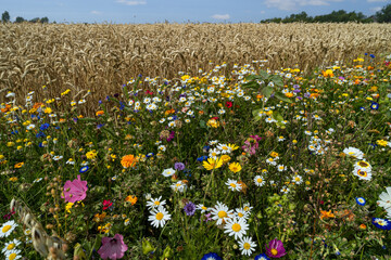 Schöne blühende Wildblumenmischung