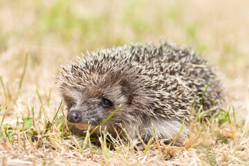 hedgehog on the grass...