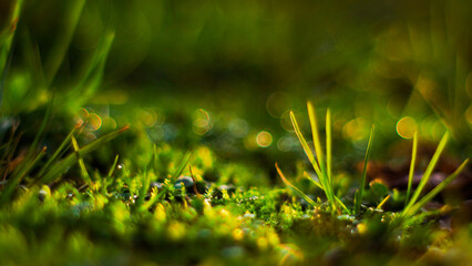 Macro d'herbes sauvages, mises en valeur par la lumière du coucher du soleil