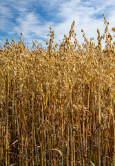 Reifes Haferfeld vor blauem Himmel.