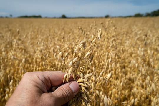 Reifes Hafergetreide in der Hand, vor einem reifen Haferfeld.