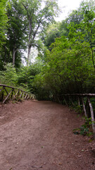 Sentiero nel bosco, Faggeta del monte Cimino, Lazio, Italia