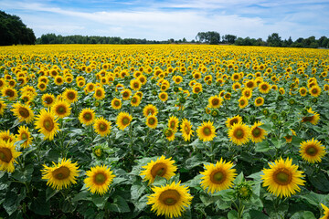 Obraz premium Ein blühendes Sonnenblumenfeld, soweit das Auge reicht.