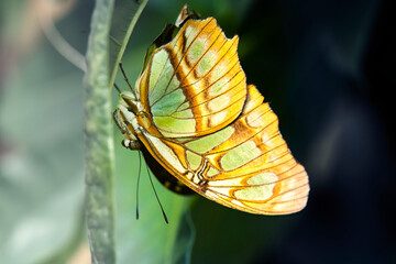 Malachite butterfly, Siproeta stelenes, crawling upside down on the surface of a leaf, macro