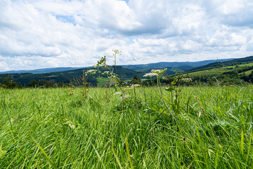 Blühende weisse Scharfgarbe am Wegesrand.