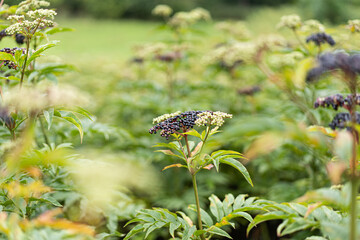 Clusters fruit black elderberry in garden. Sambucus nigra. Common names: elder, black elder,...