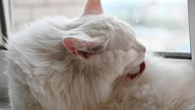 White long haired fluffy cat licks itself lying on the windowsill.