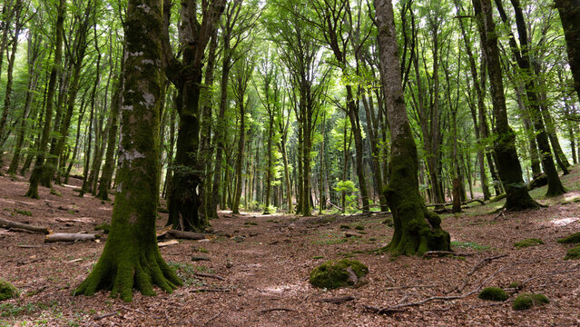 Bosco di faggi, Faggeta del monte Cimino, Lazio, italia