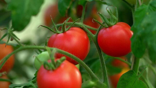 Close up of farmers male hands pick red ripe tomato from branch in greenhouse. Fresh healthy vegetables concept. Harvesting, crop, farming, agriculture
