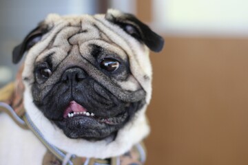 Fawn-colored pug, the most common coloring - obrazy, fototapety, plakaty