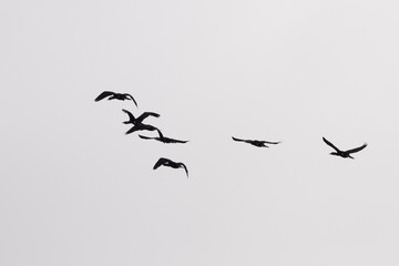 Flock of cormorants in flight