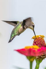 Hummingbird hovering over pink and yellow flowers in garden 