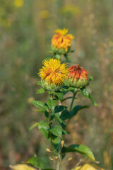 Blossom of safflower (Carthamus tinctorius).