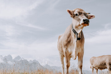 Obraz na płótnie Canvas Kühe in den Dolomiten. Kühe in den Bergen. Kuh mit einer Glocke. Kühe in den Alpen. Kühe auf der Plose 6