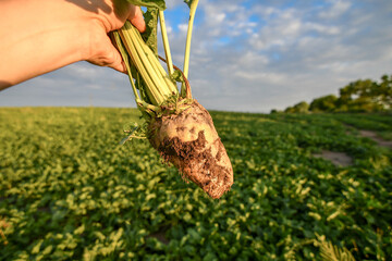 Hand holding extracted sugar beet root crop on the field background. Warm sunset light. Selective...
